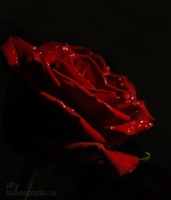 Роза темная в свете бархатном...