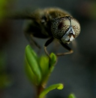 портрет мухи