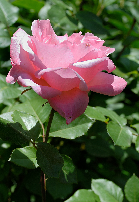 Роза: красивая и, бывает, с шипами..