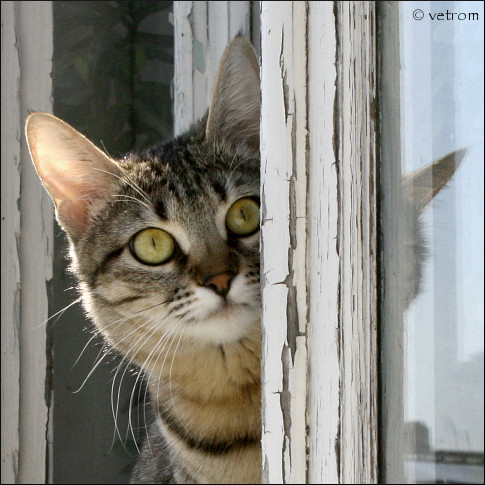 кошка в окне