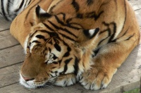 тигра спит
