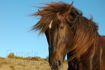 цыганский конь