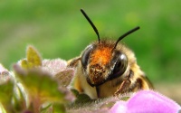 Пчёла