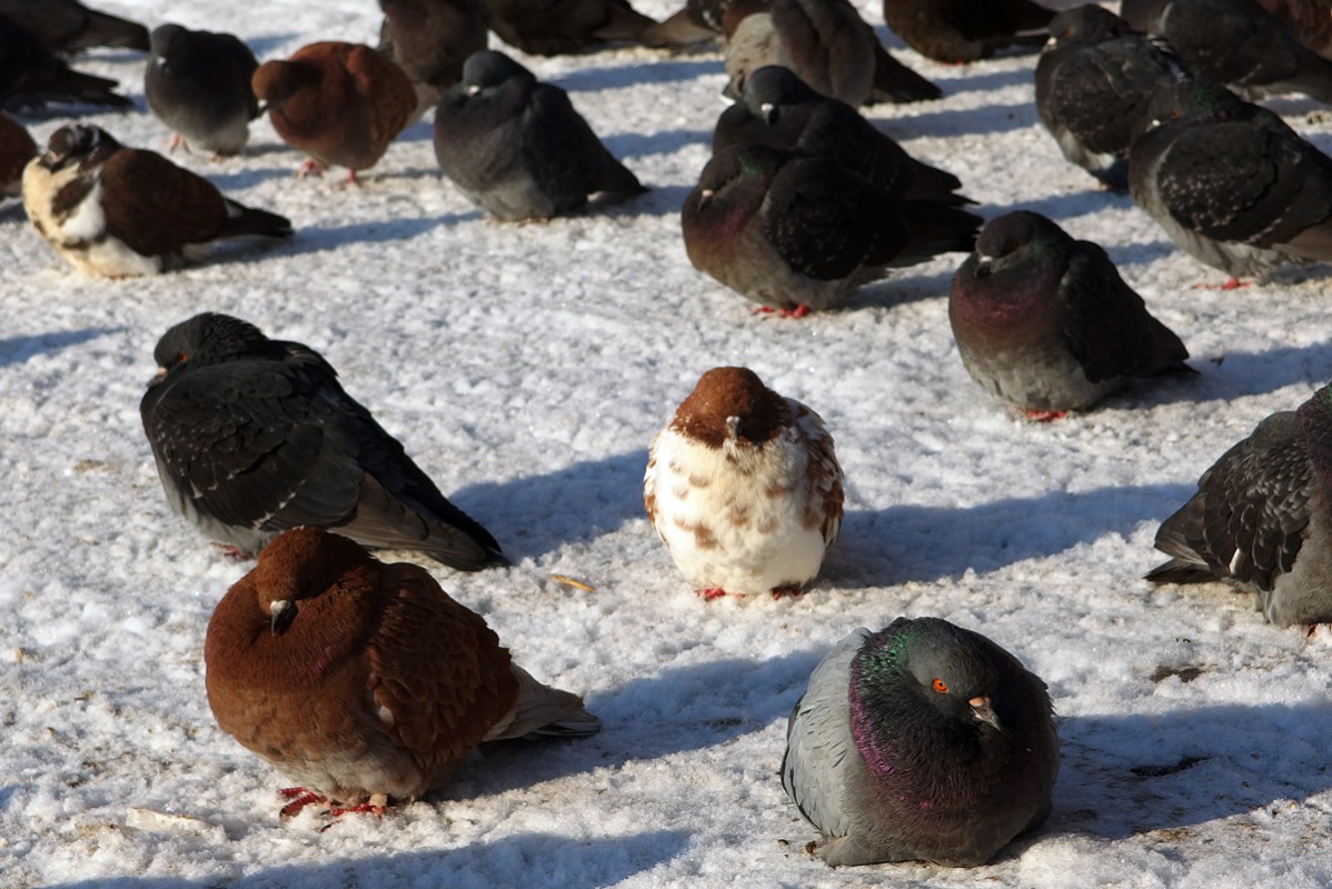 Frozen angry birds