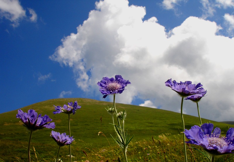 Цветы альпики