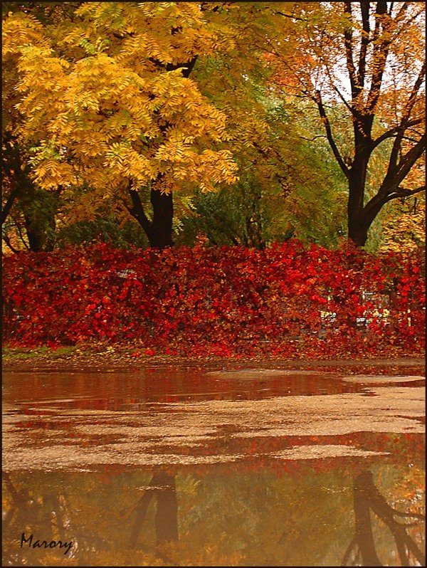 Осень красно-золотая