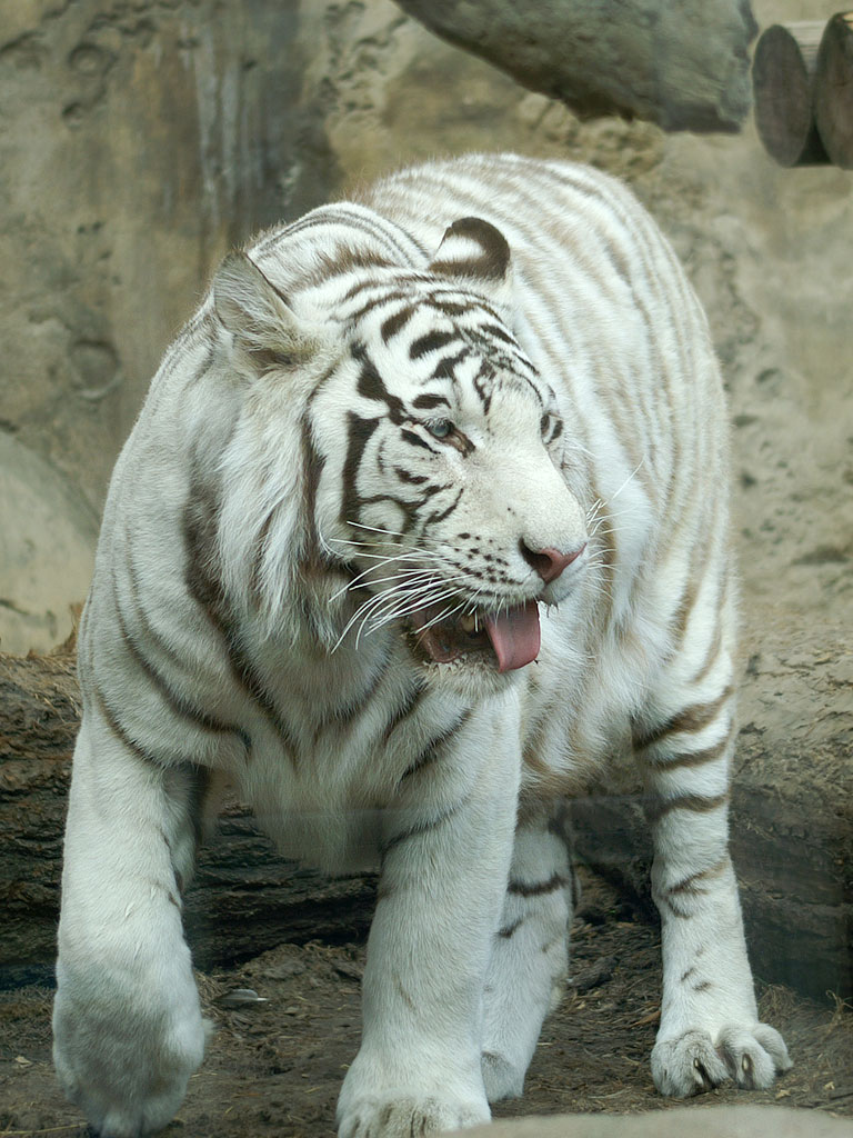 2010 - Год Белого Тигра