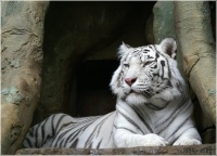 2010 - Год Белого Тигра
