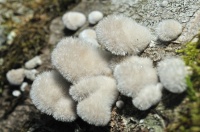Шерстяные грибы