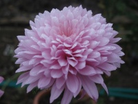 chrysanthemum2