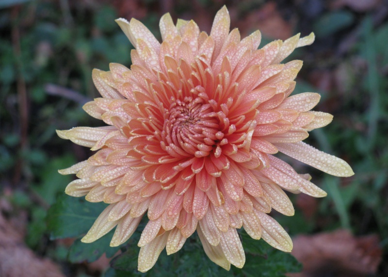 chrysanthemum5