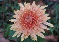 chrysanthemum5