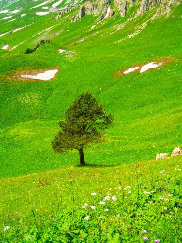 Деревце на фоне Альпики