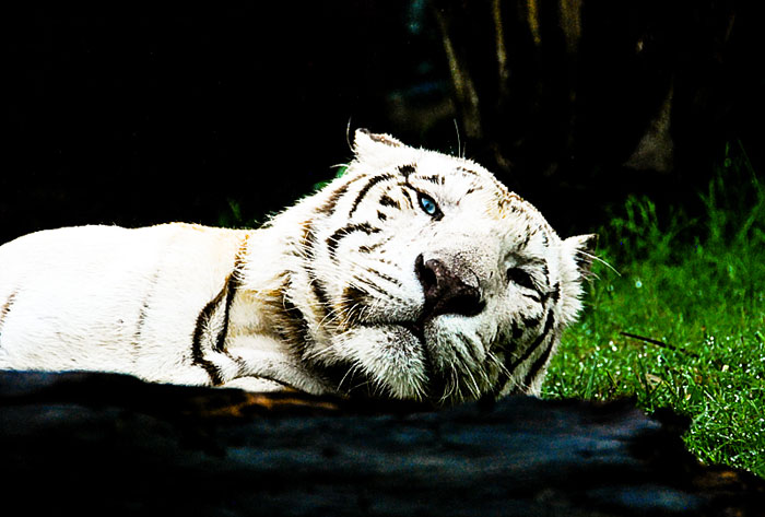 белый тигра
