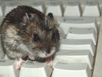 компутерная мышка
