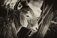 Портрет овечки