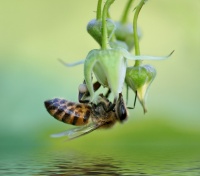 Пчелка-трудяга
