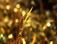 Золотая роса