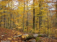 Жёлтый лес