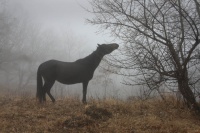 Лошадь в тумане