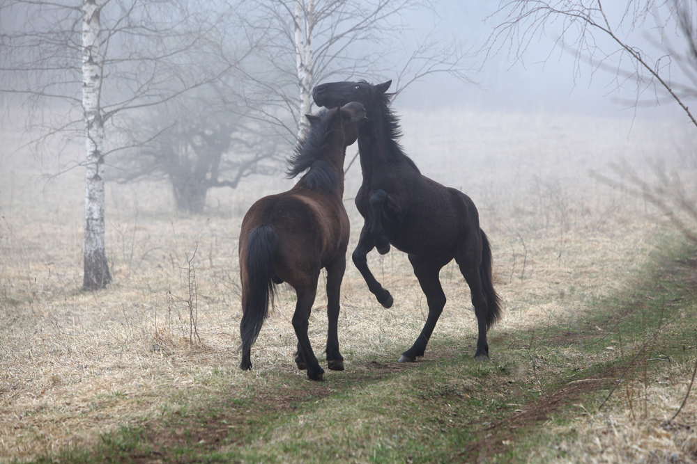 Игры лошадок на фоне тумана