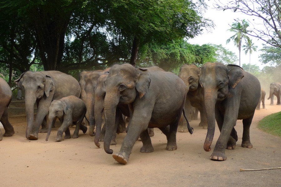 Слоны на марше