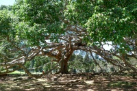 Дерево из деревьев