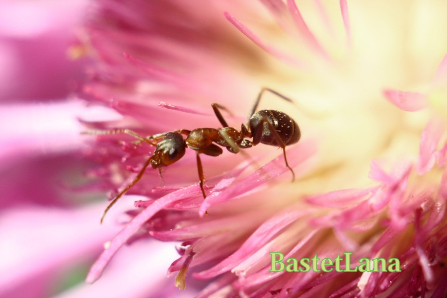муравей на цветке