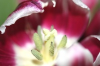 tulip. pollen.