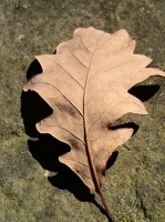 Сухой лист
