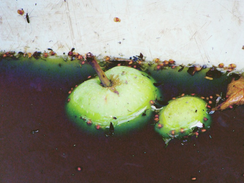 Мёртвые яблоки