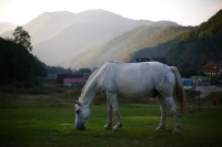 Лошадь в Поляне
