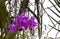 дикая орхидея