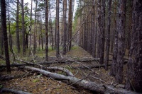 самарский лес