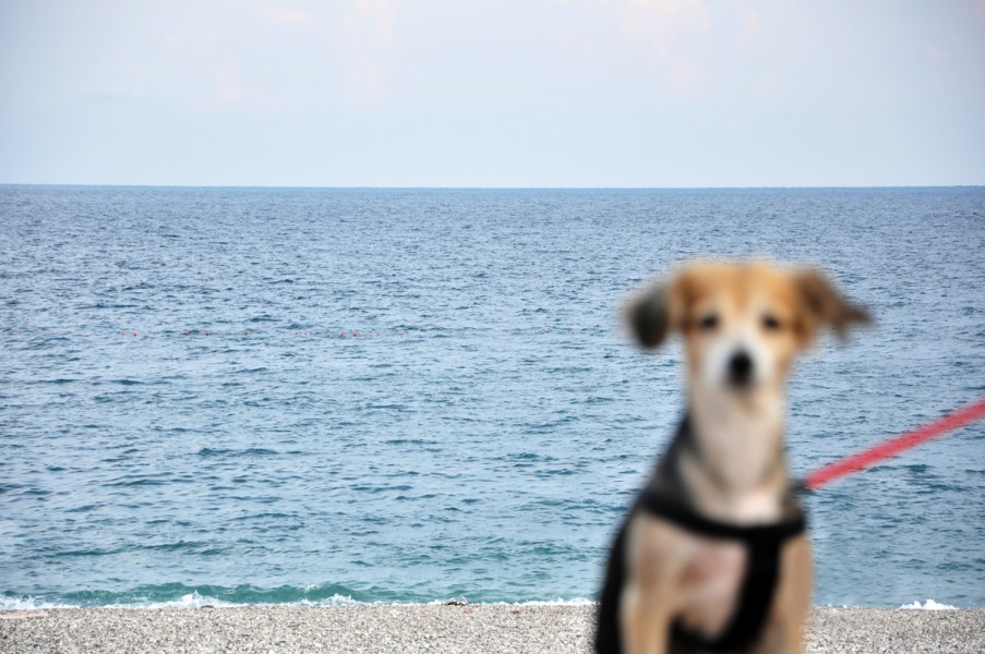 Dog does not drink the sea
