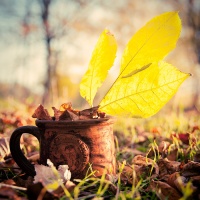 autumn cup