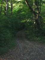 Дорога в лесу 2