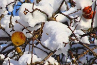 Зимние яблочки