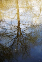 Отражение деревьев тонуло в воде...