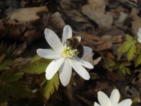 Пчёлка на цветочке