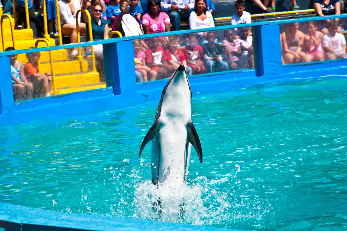 MIAMI Dolphin
