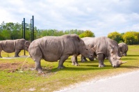 MIAMI Restrom with rhino
