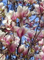magnolia 3