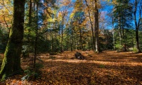Осенний лес предгорья