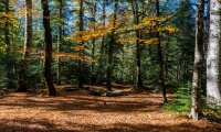 Осенний лес Гузерипля