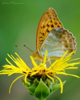 Бабочка (в цвете)