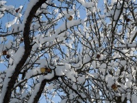 яблоки и снег