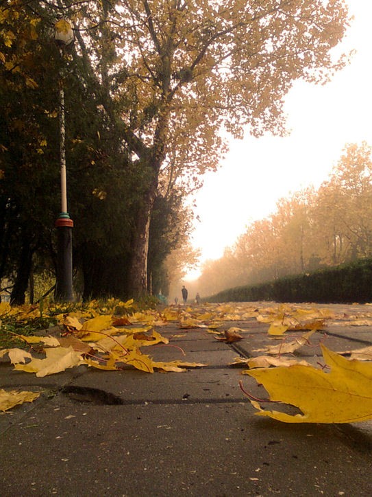 люблю по парку в час осенний...