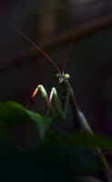 Mr. mantis
