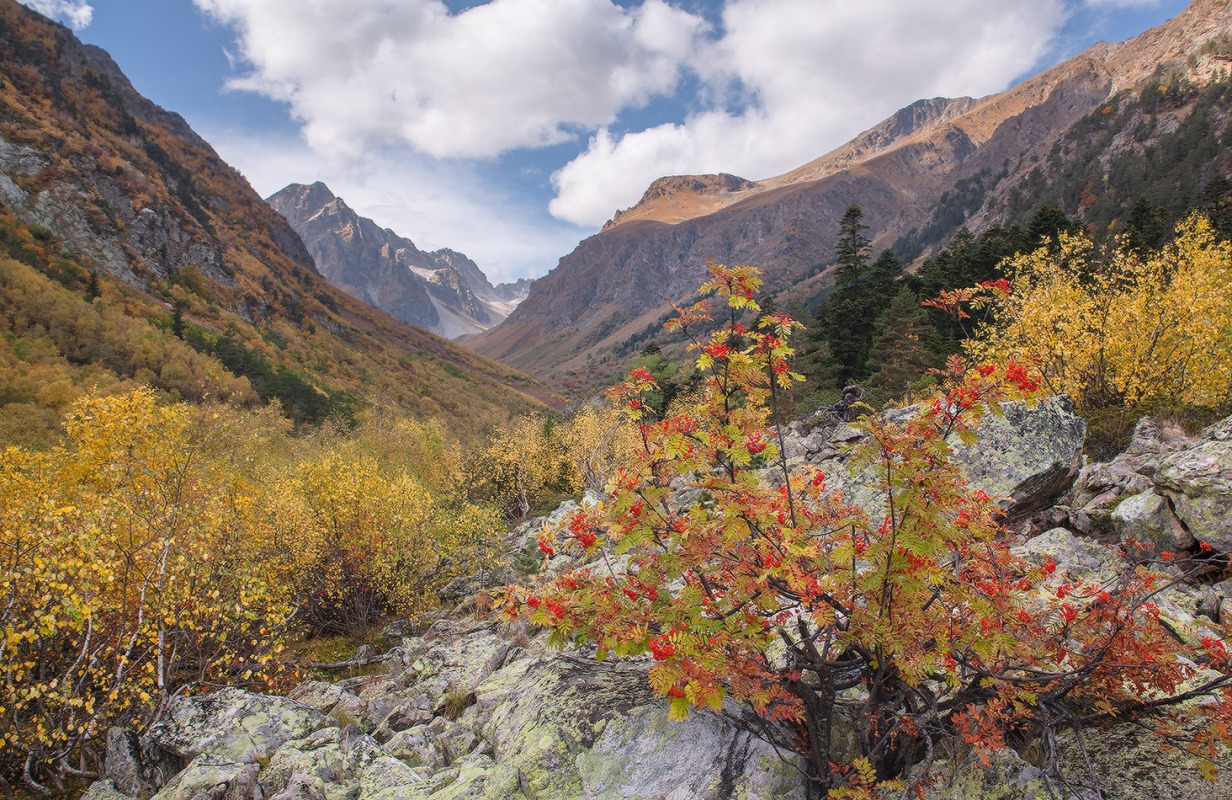 Осенний Лесной цветок на Кавказе